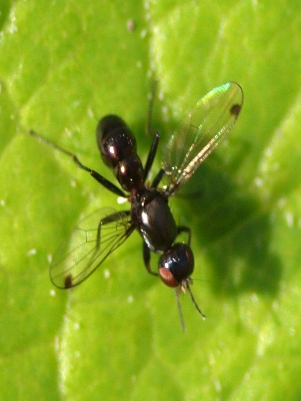 Sepsidae
